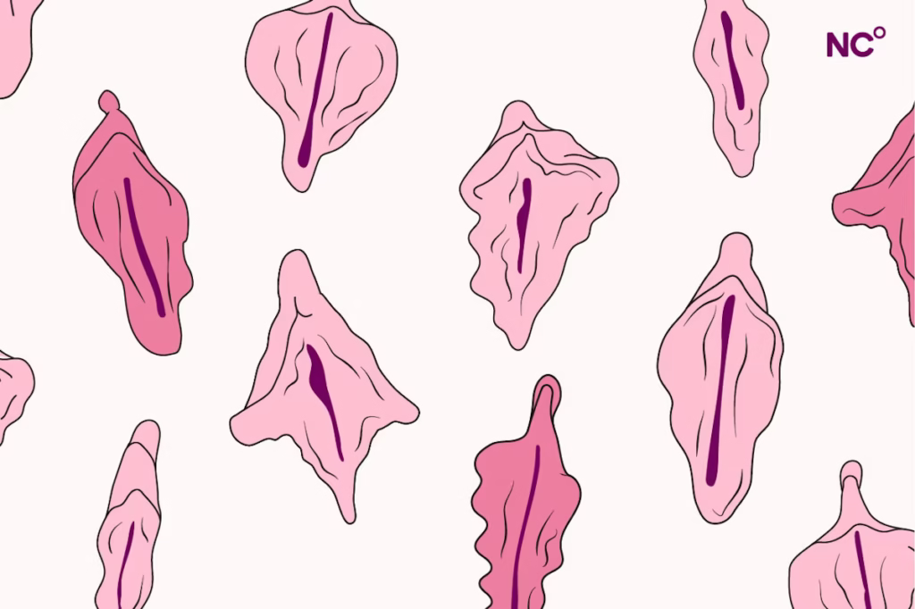  Ilustração anatômica da vulva com destaque para os grandes lábios